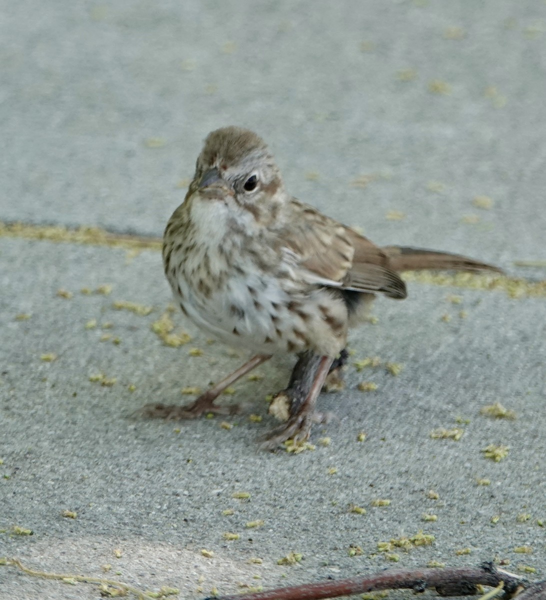 Song Sparrow - Frances Clapp