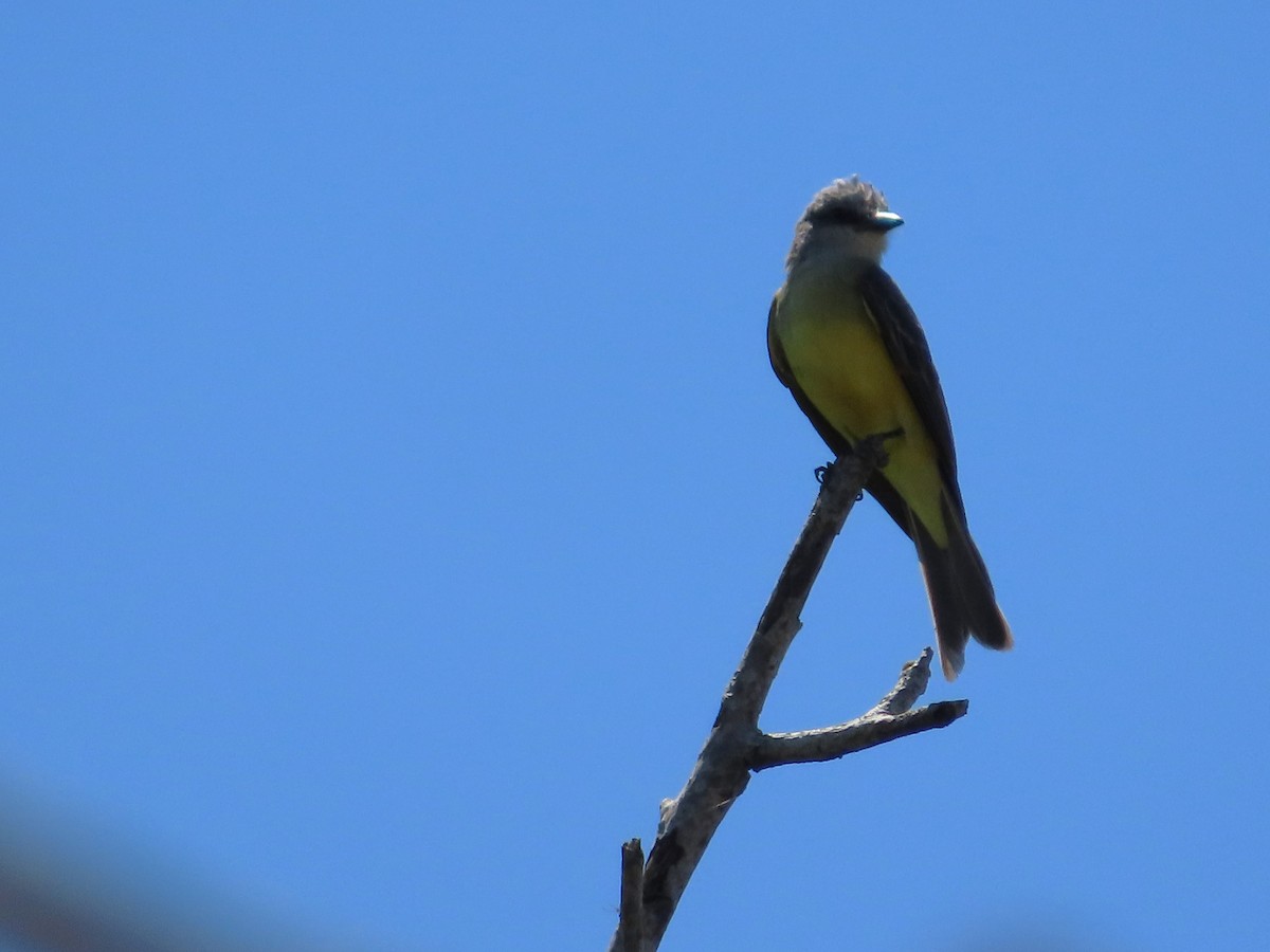 Tropical Kingbird - Michelle Browning