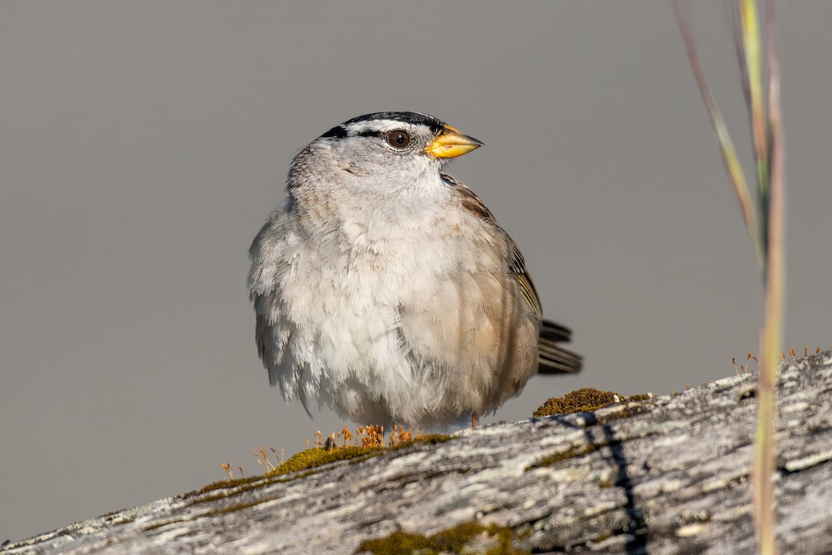 White-crowned Sparrow - Dominic More O’Ferrall