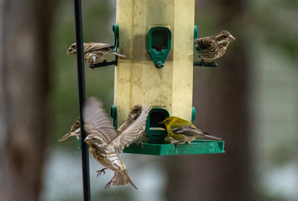 Pine Warbler - Laurent Bédard