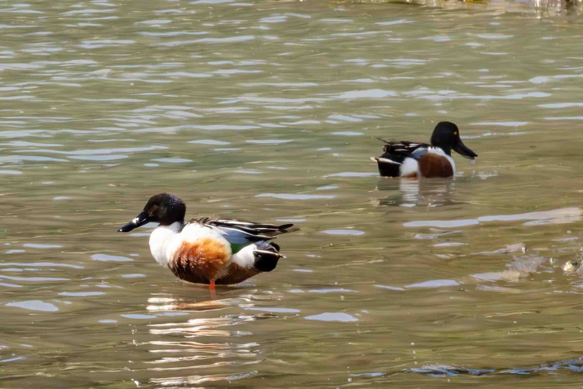 Northern Shoveler - Scott Fischer