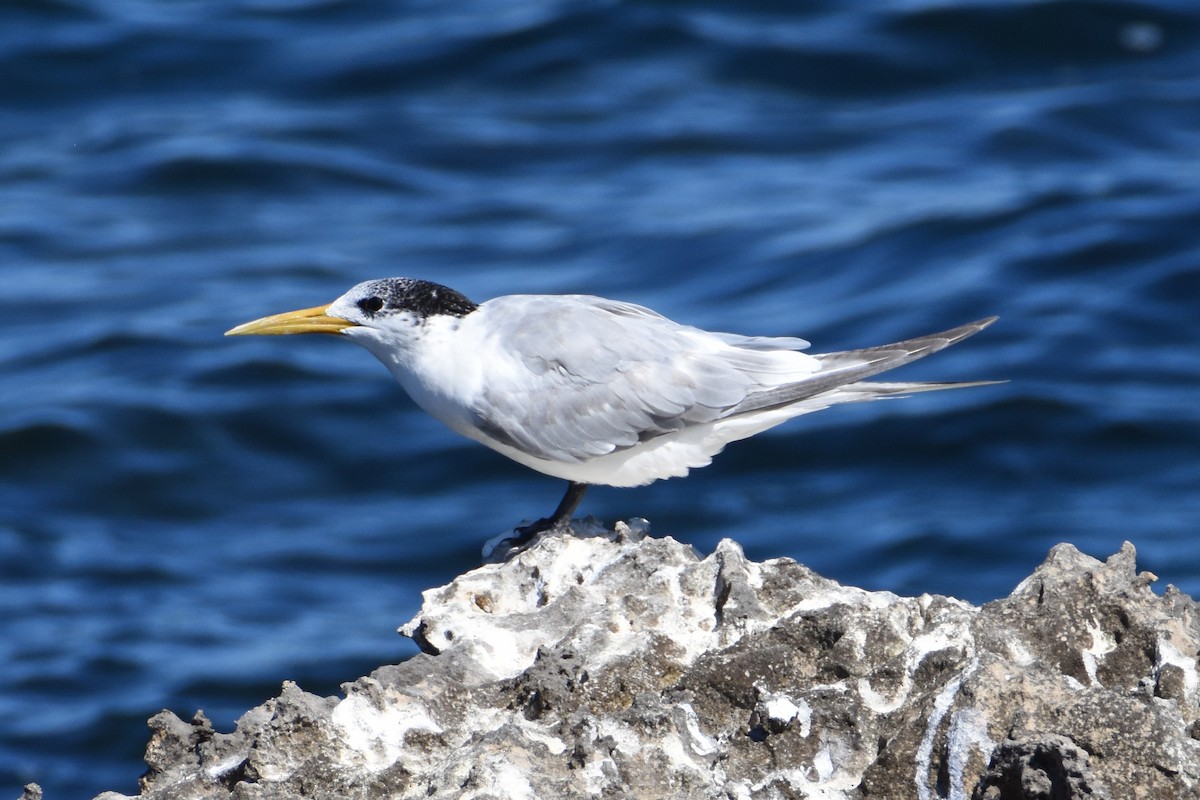 Great Crested Tern - Jeremy Petho