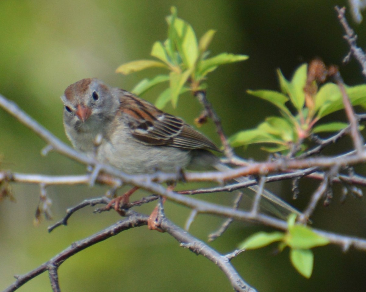 Field Sparrow - Liz Almlie