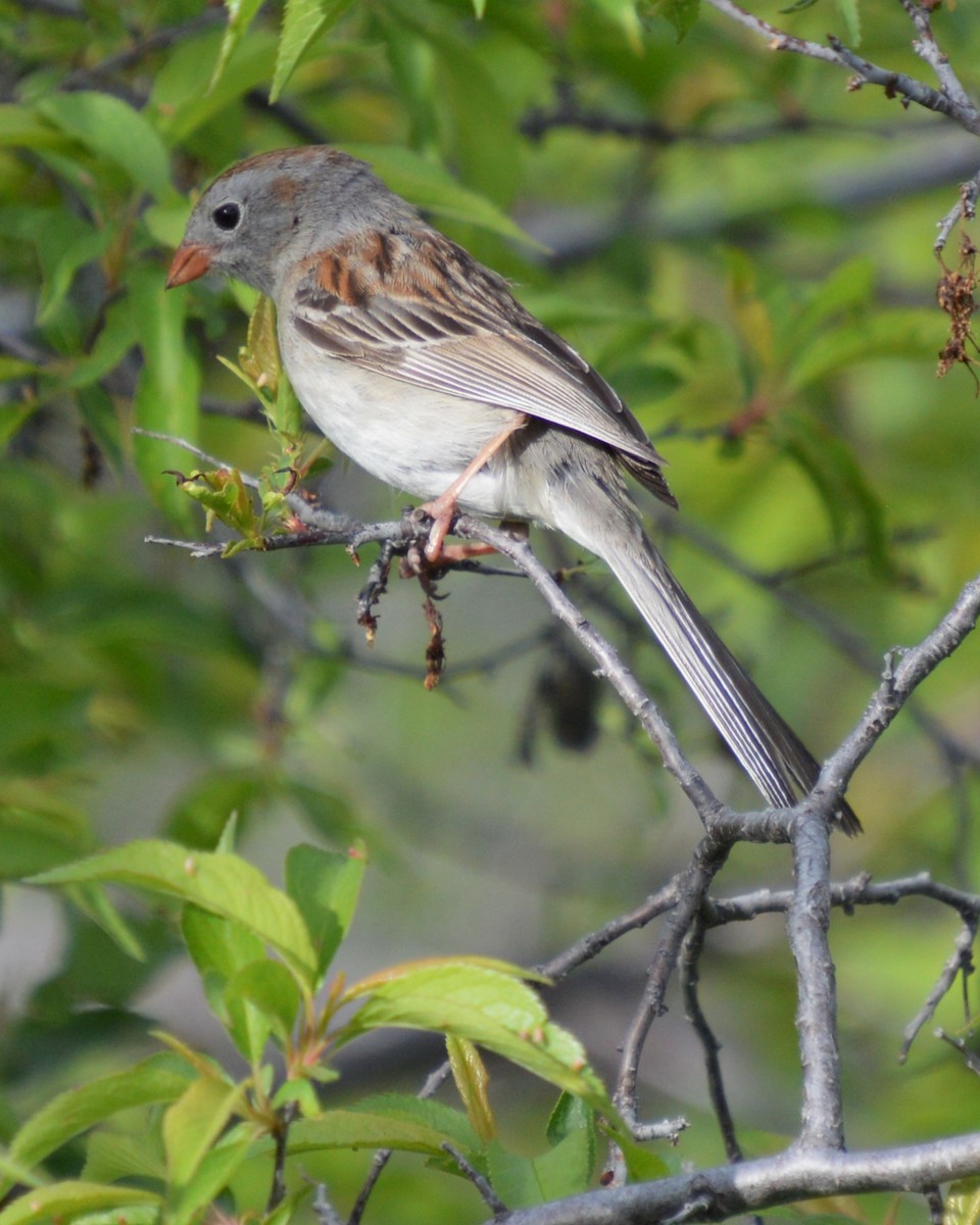 Field Sparrow - Liz Almlie