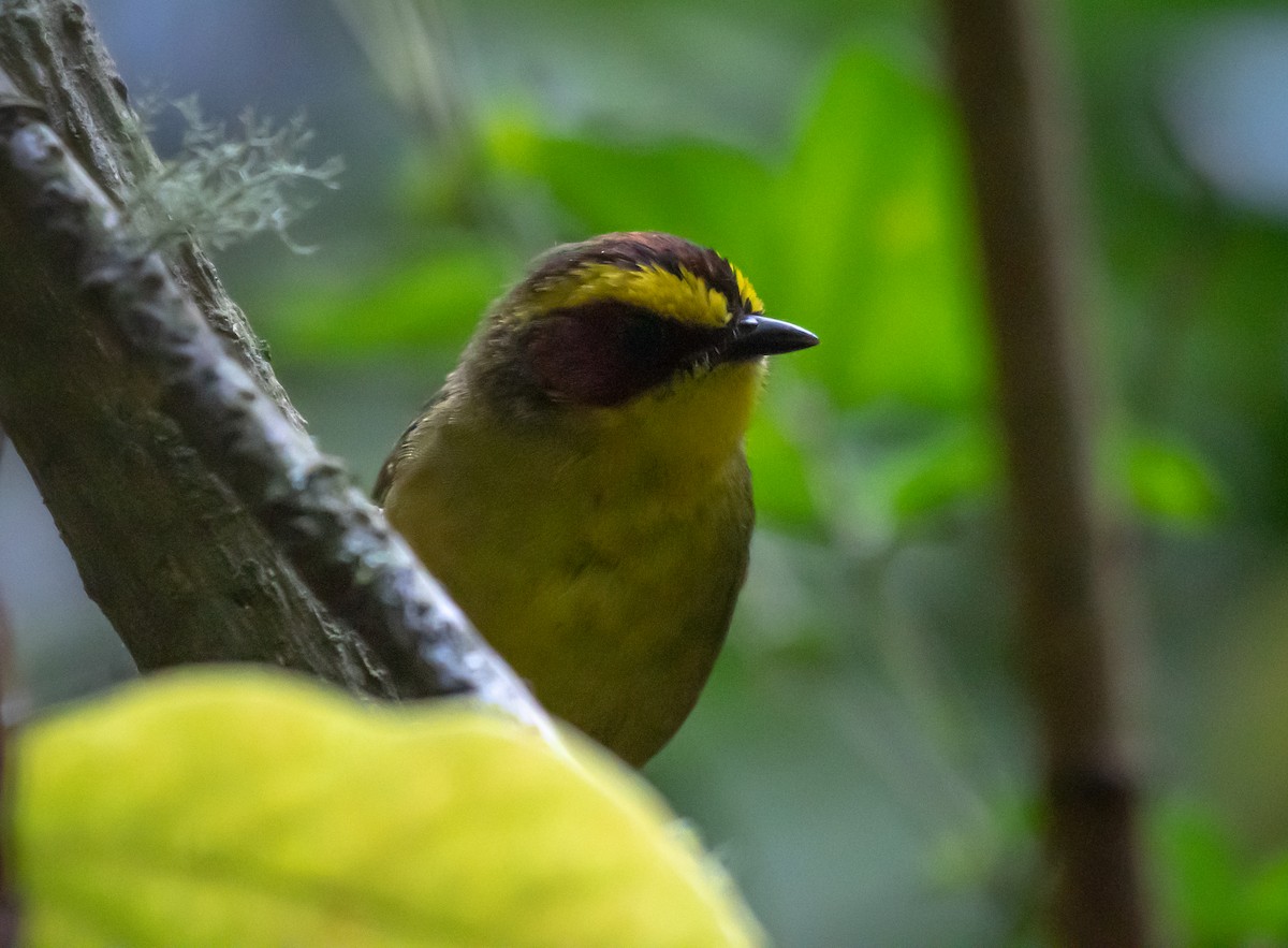 Golden-browed Warbler - Daniel Mérida