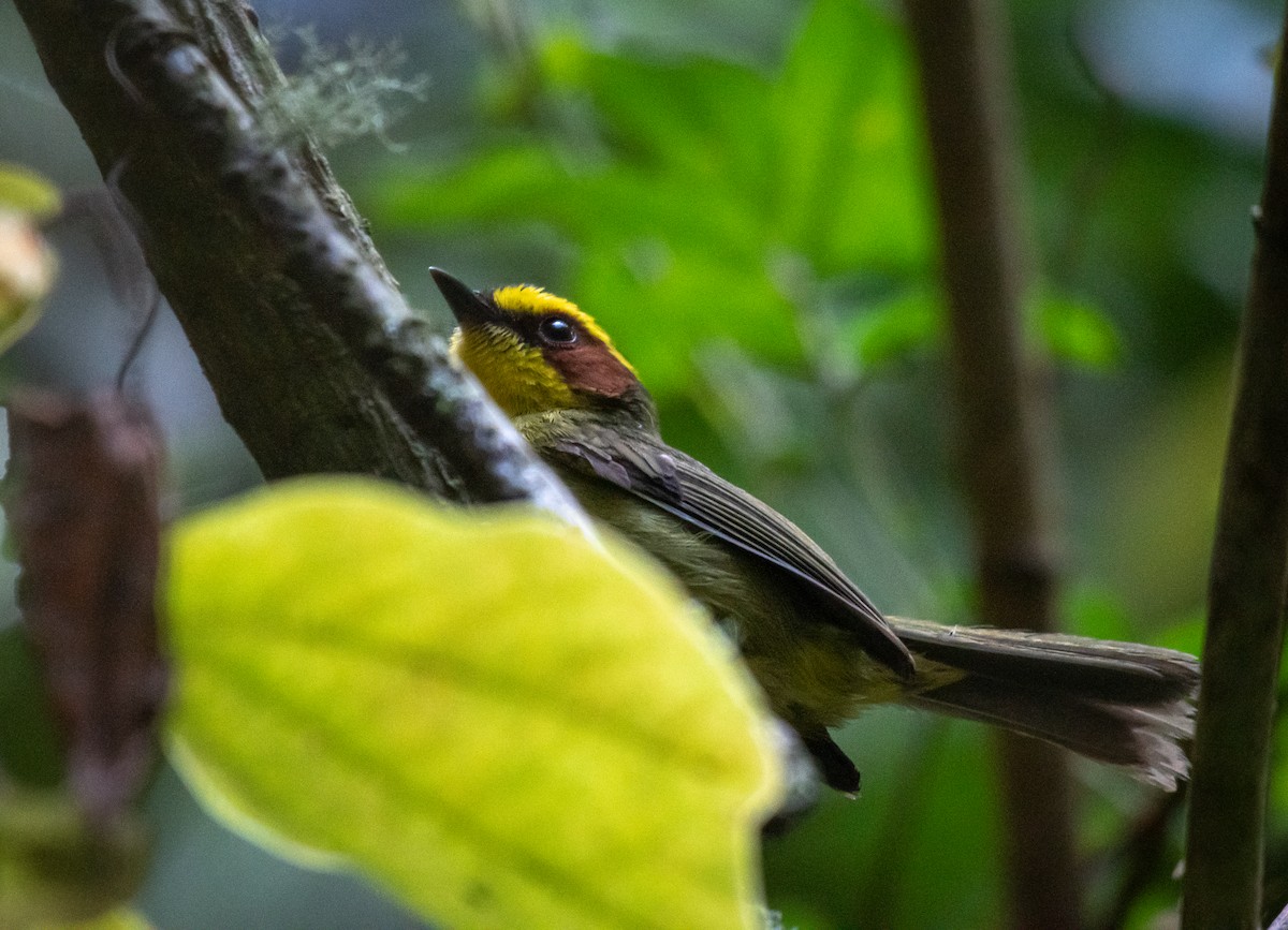 Golden-browed Warbler - Daniel Mérida