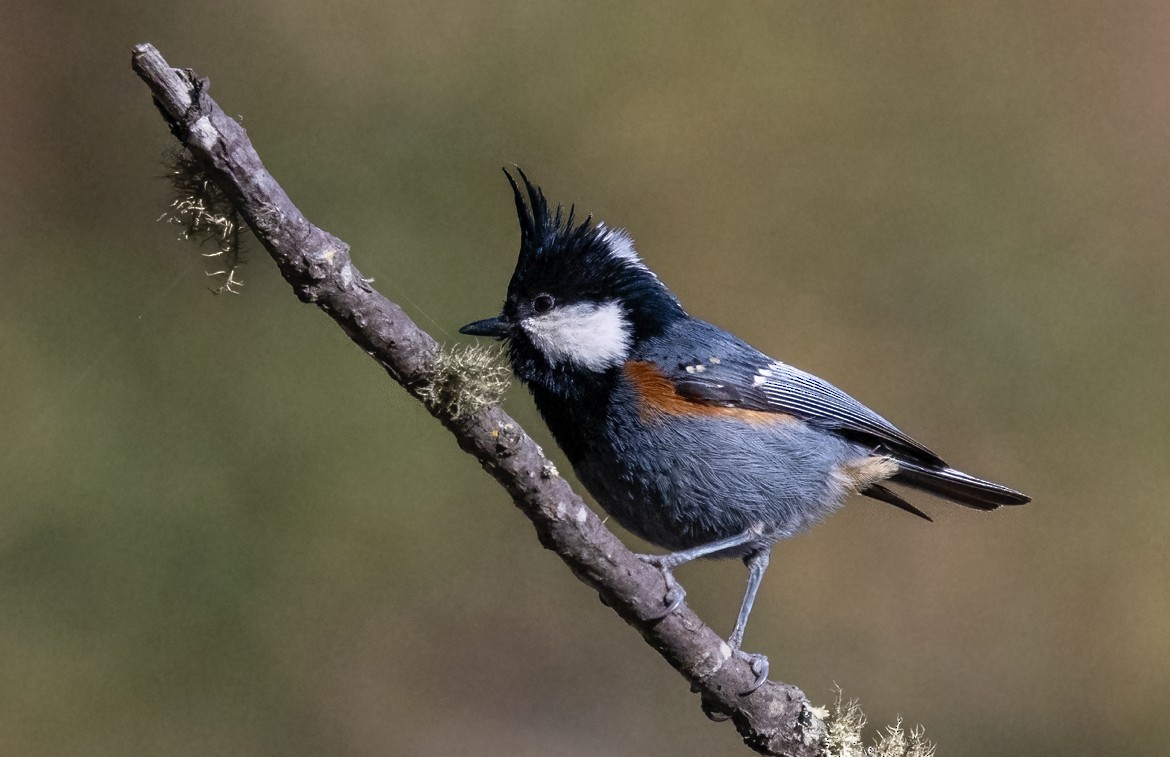 Coal Tit - ML619161018