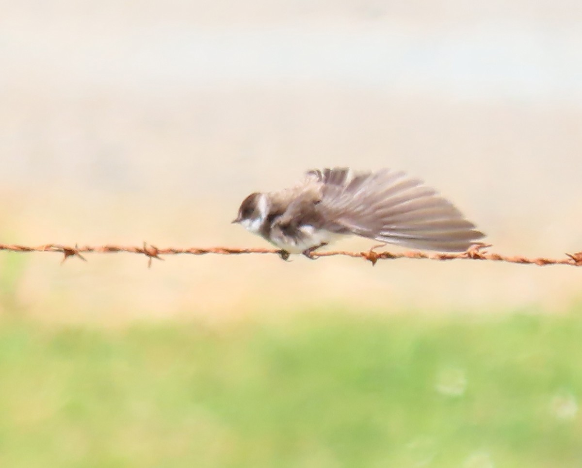 Bank Swallow - Anonymous