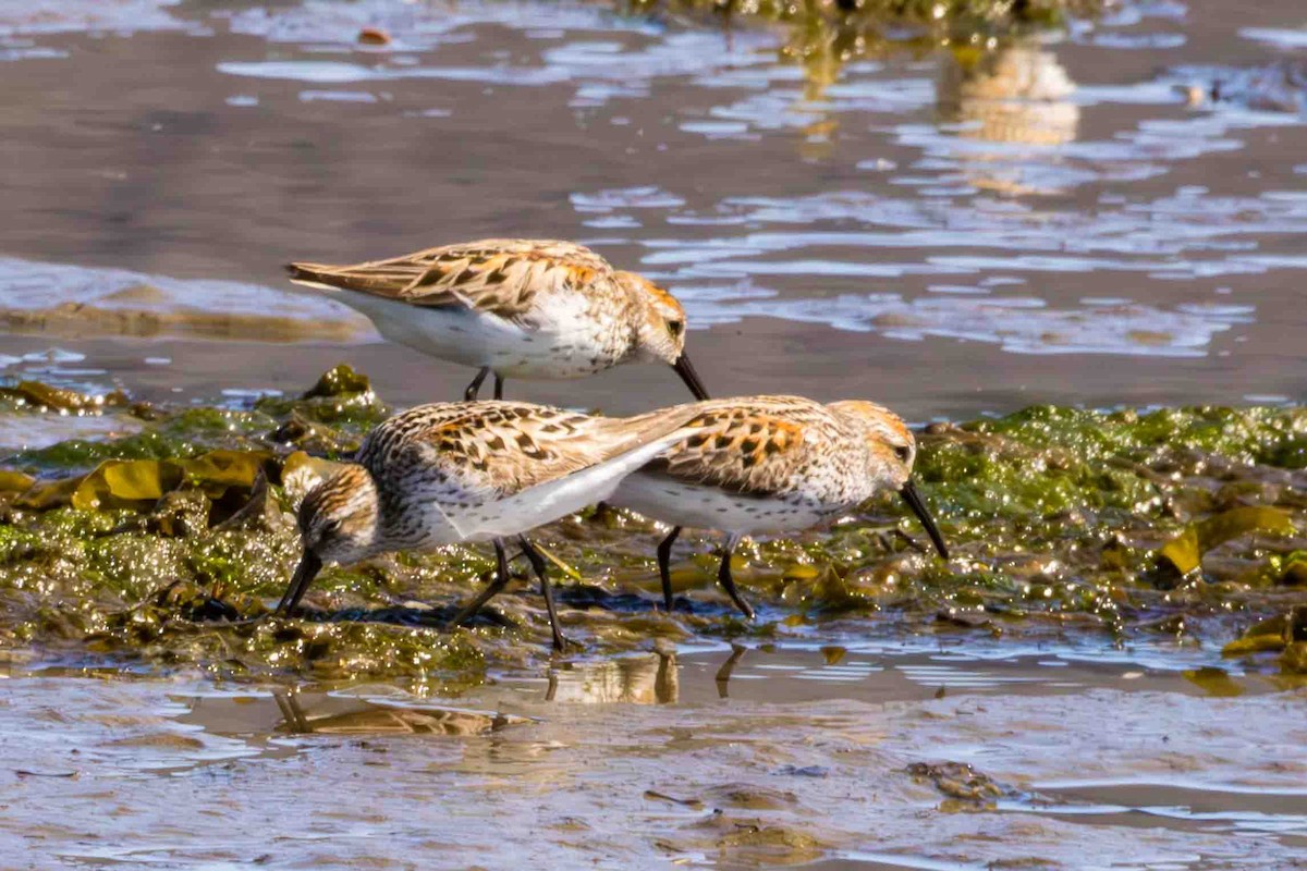 Western Sandpiper - ML619161058