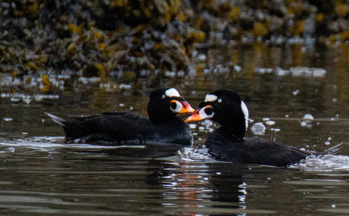 Surf Scoter - Laurent Bédard