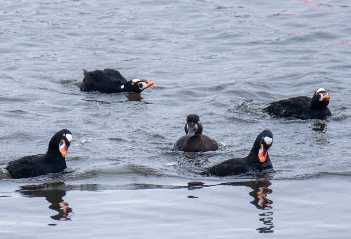 Surf Scoter - Laurent Bédard