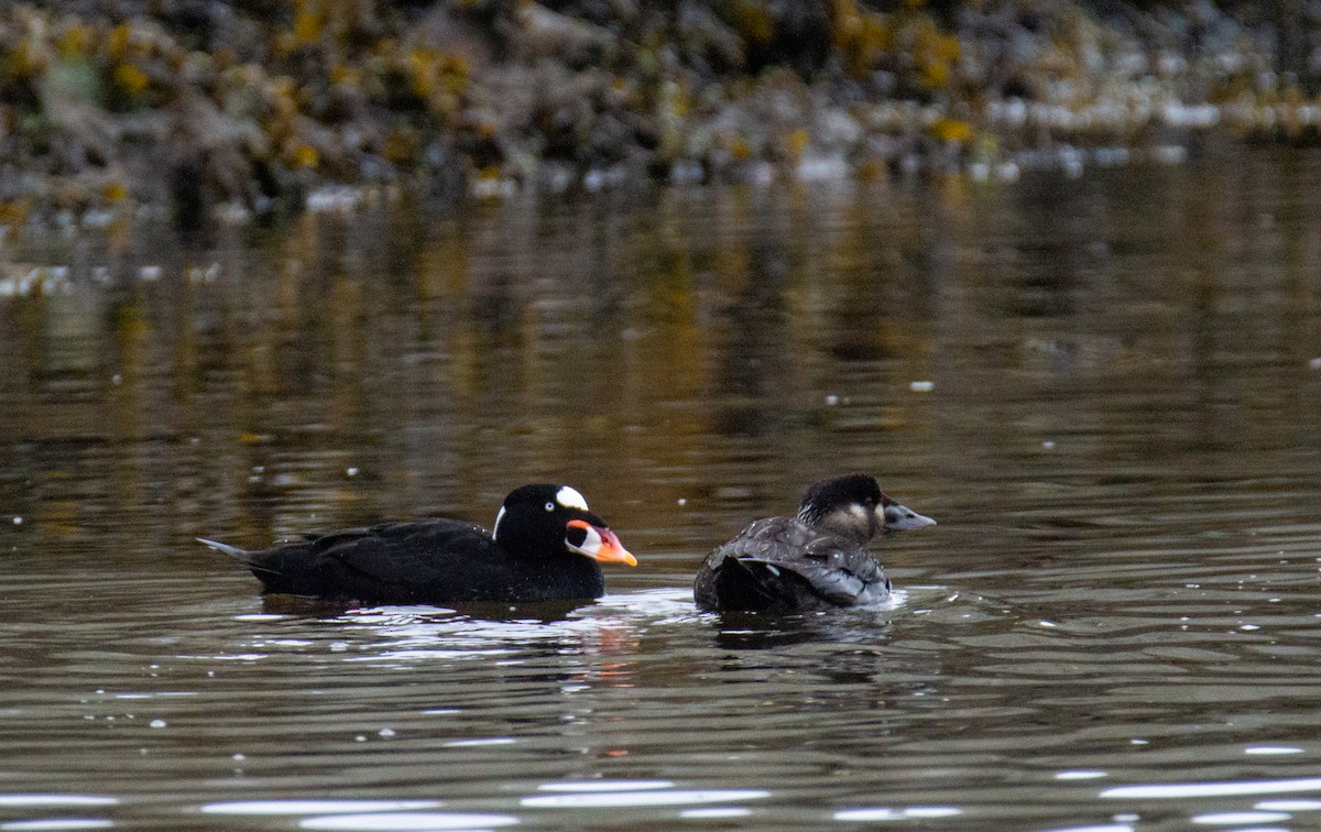 Surf Scoter - Laurent Bédard