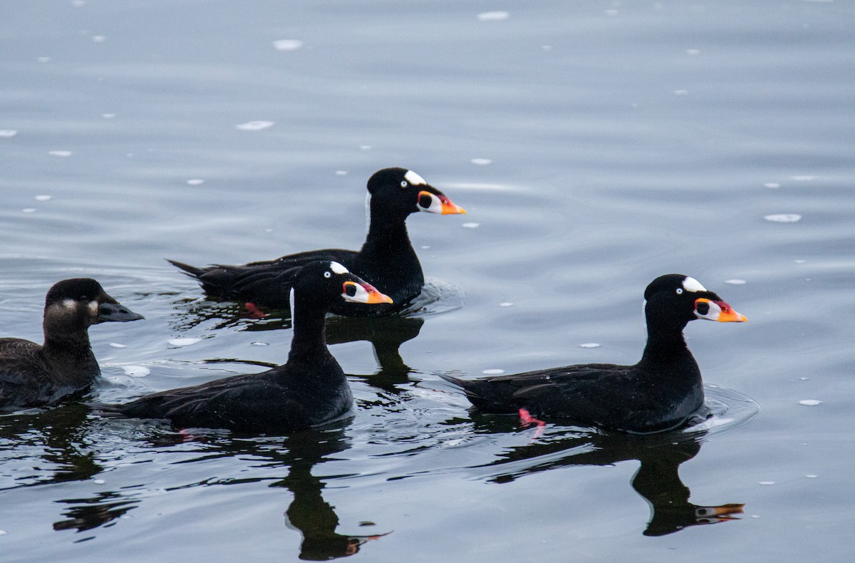 Surf Scoter - Laurent Bédard