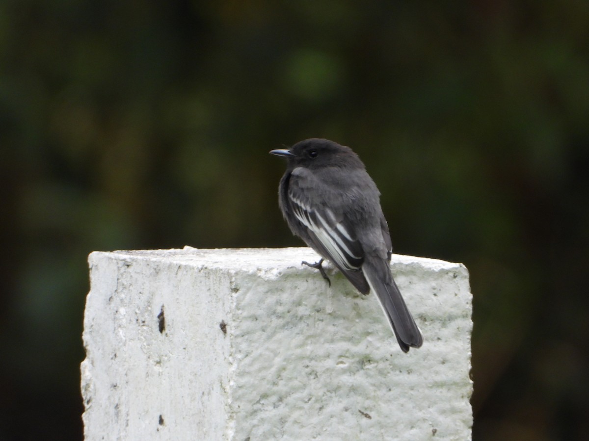 Black Phoebe - Carlos Vasquez