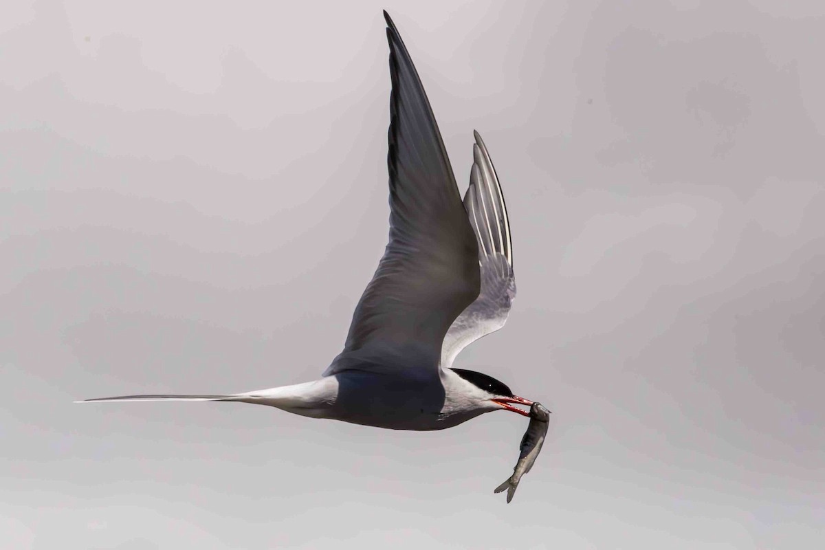 Arctic Tern - ML619161078