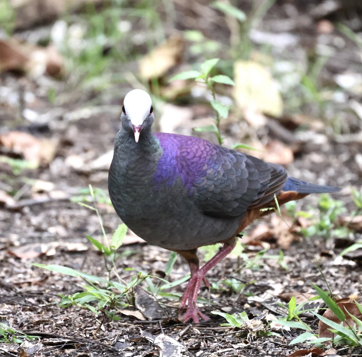 Gray-fronted Quail-Dove - Cheryl Rosenfeld