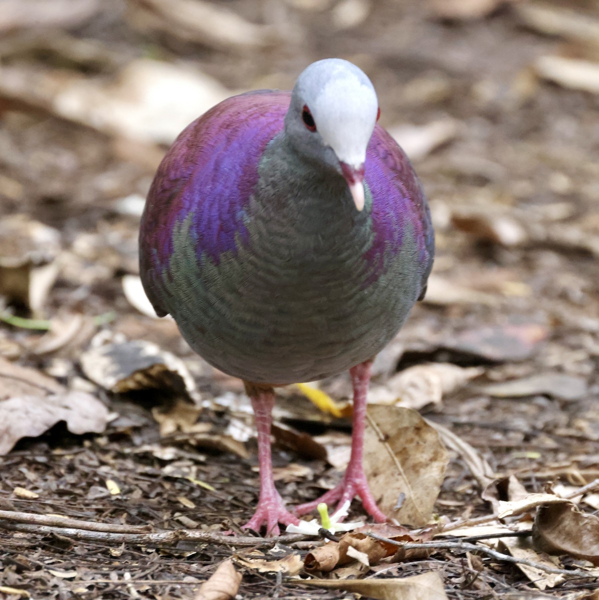 Gray-fronted Quail-Dove - Cheryl Rosenfeld