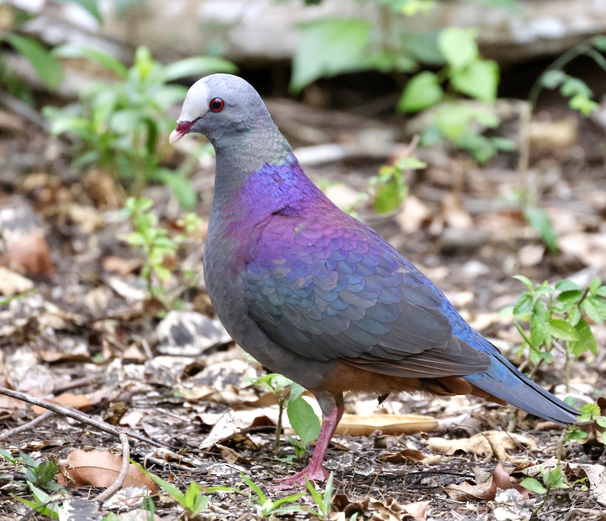 Gray-fronted Quail-Dove - ML619161097