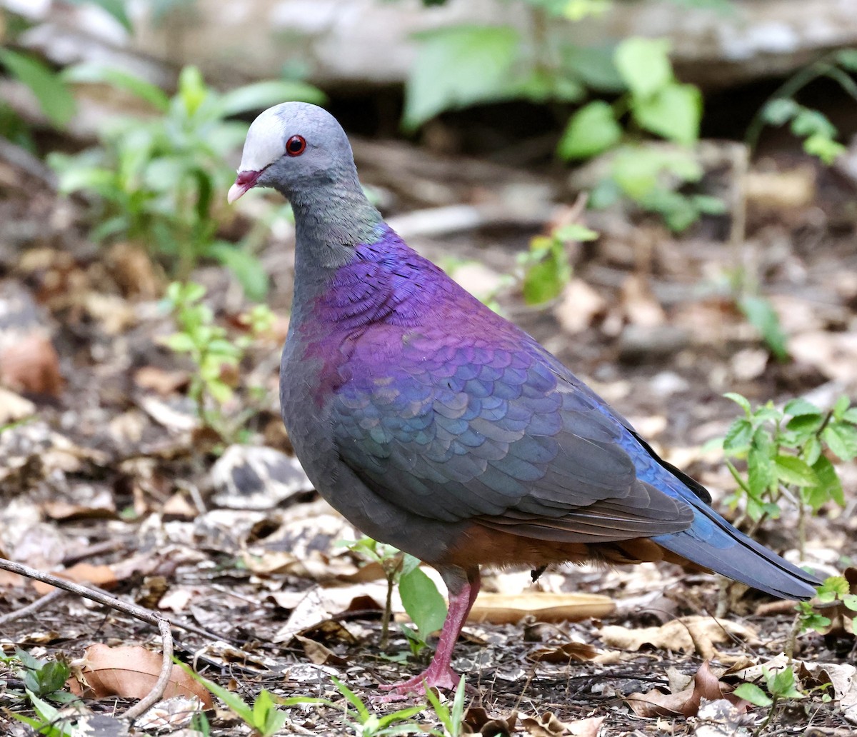 Gray-fronted Quail-Dove - ML619161102