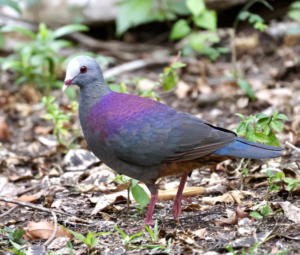 Gray-fronted Quail-Dove - ML619161103