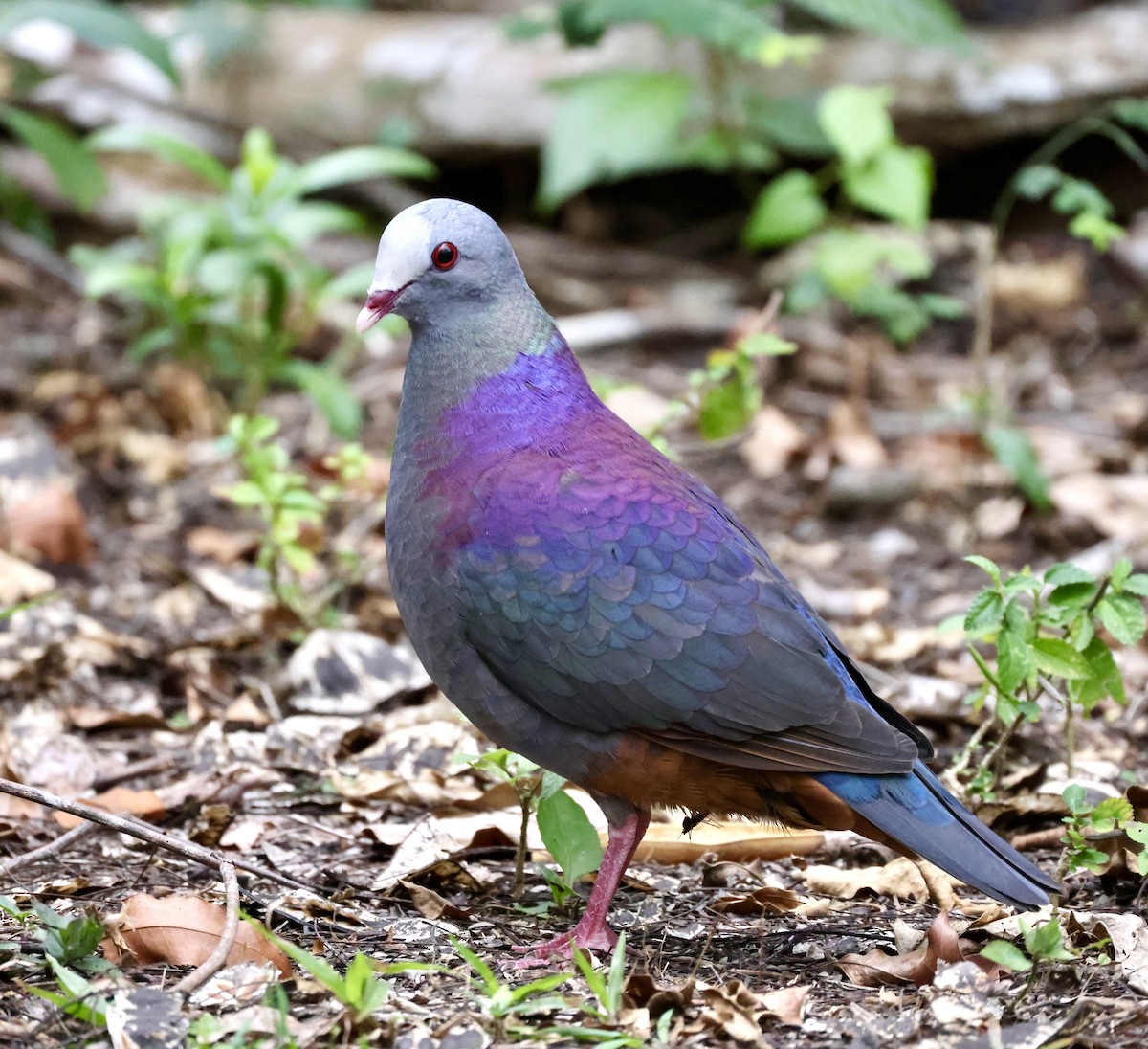 Gray-fronted Quail-Dove - ML619161105