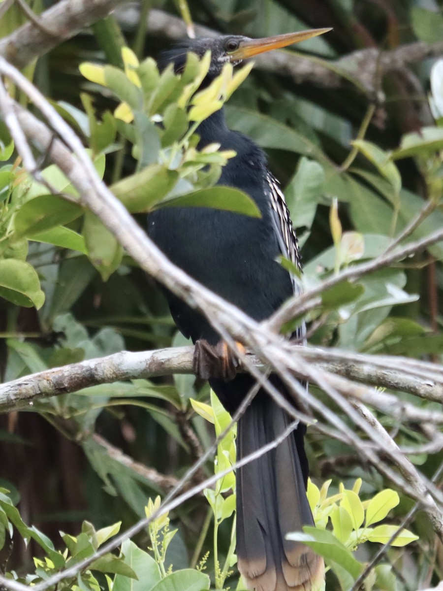 Anhinga Americana - ML619161106