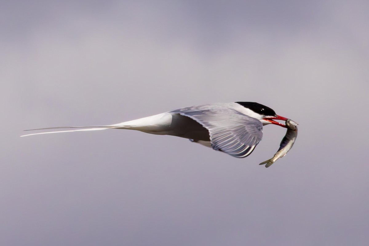 Arctic Tern - Scott Fischer
