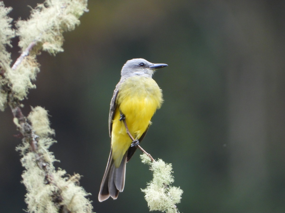 Tropical Kingbird - Carlos Vasquez