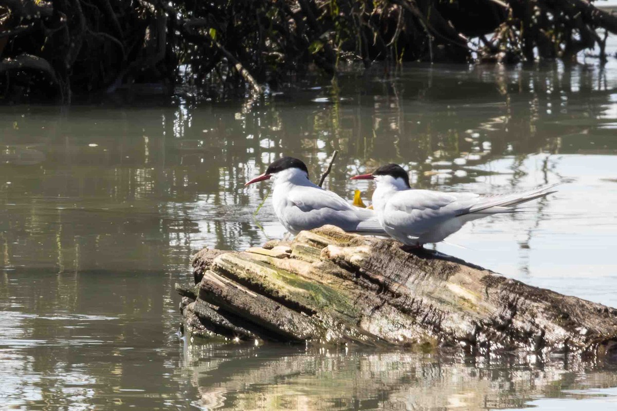 Arctic Tern - ML619161121