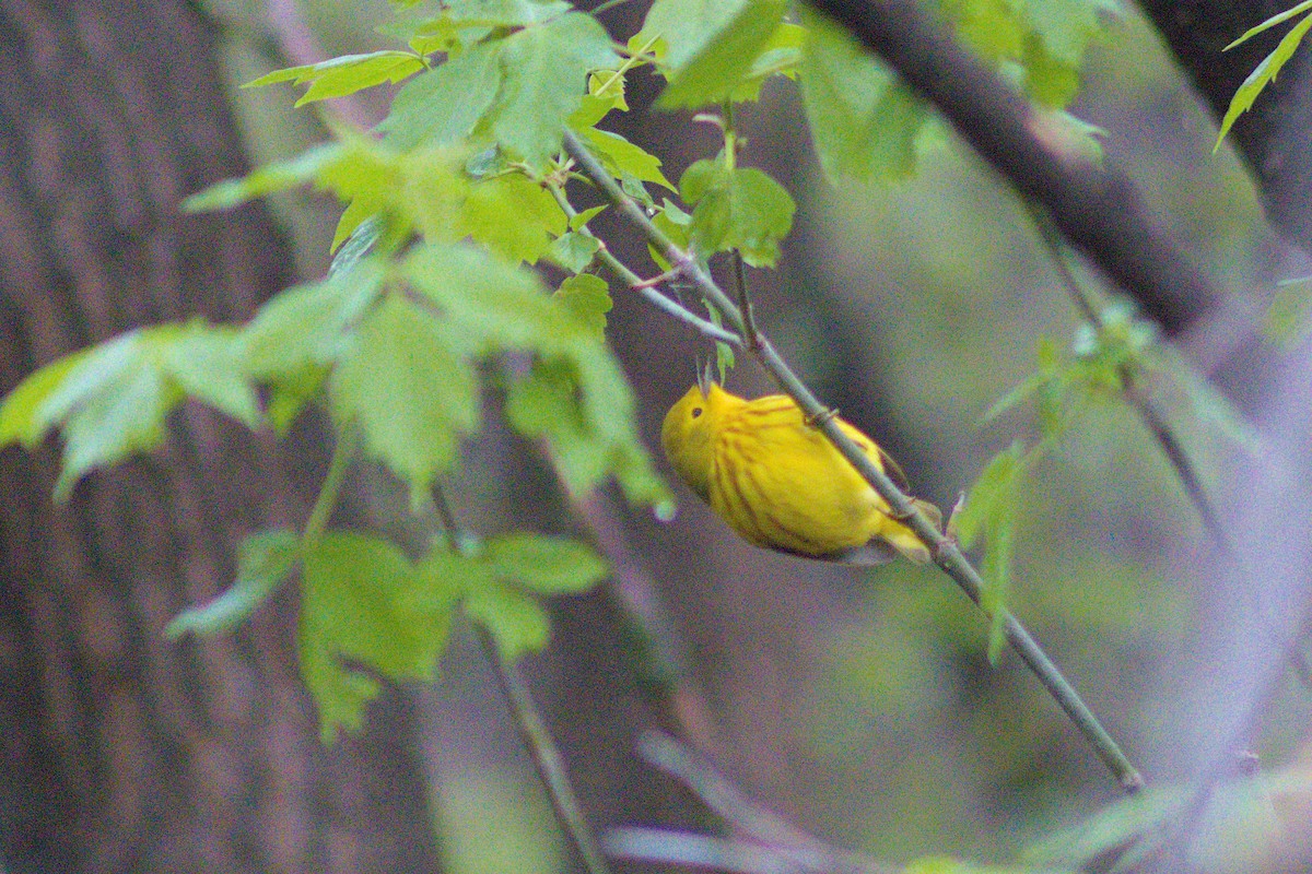 Yellow Warbler - Elliot Kinnear