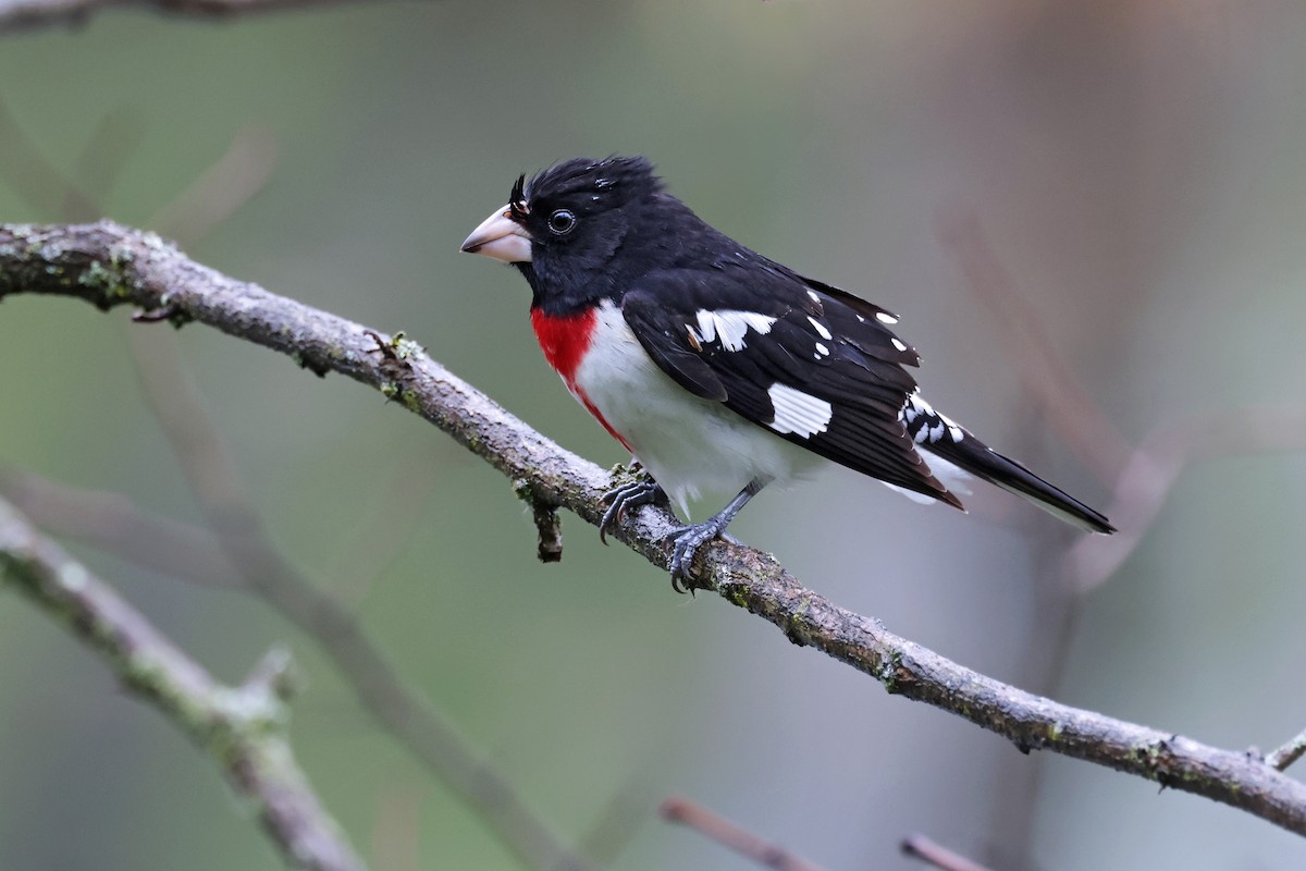 Rose-breasted Grosbeak - Nathan Wall