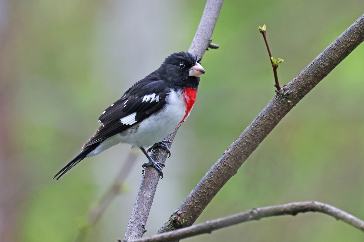 Rose-breasted Grosbeak - Nathan Wall