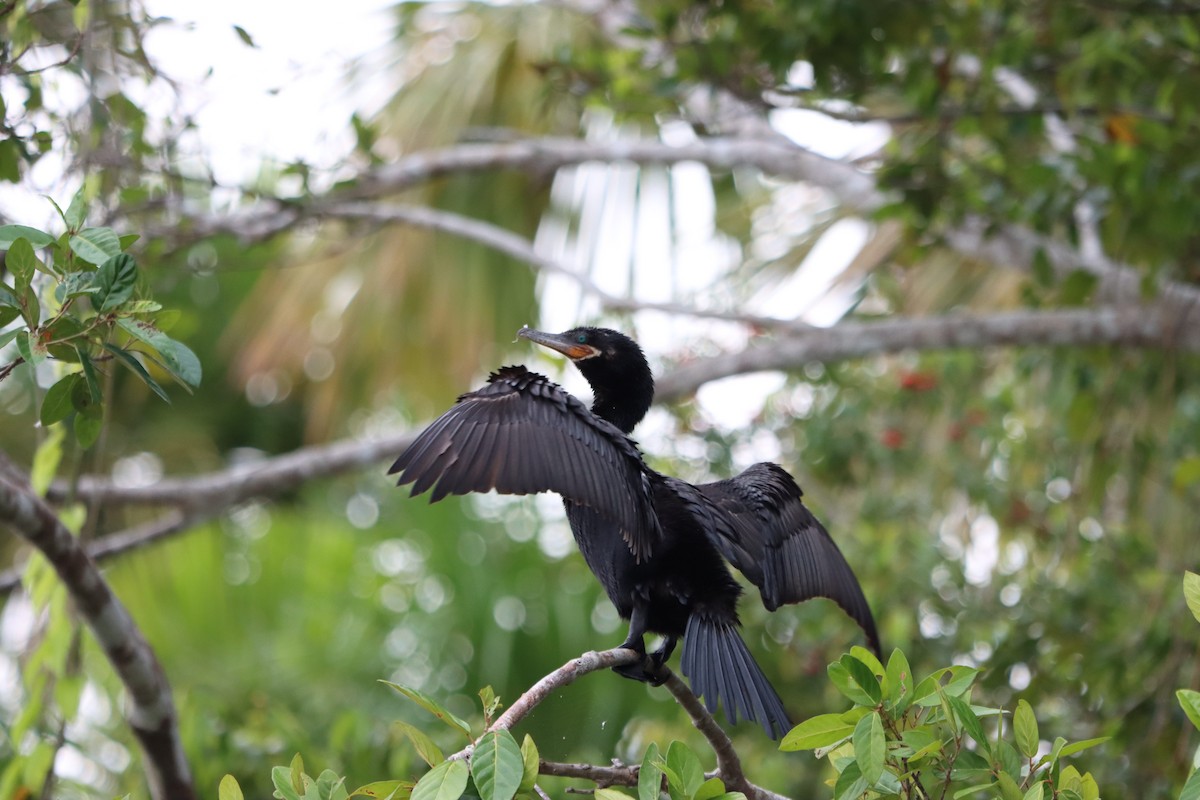 Neotropic Cormorant - Rene sun