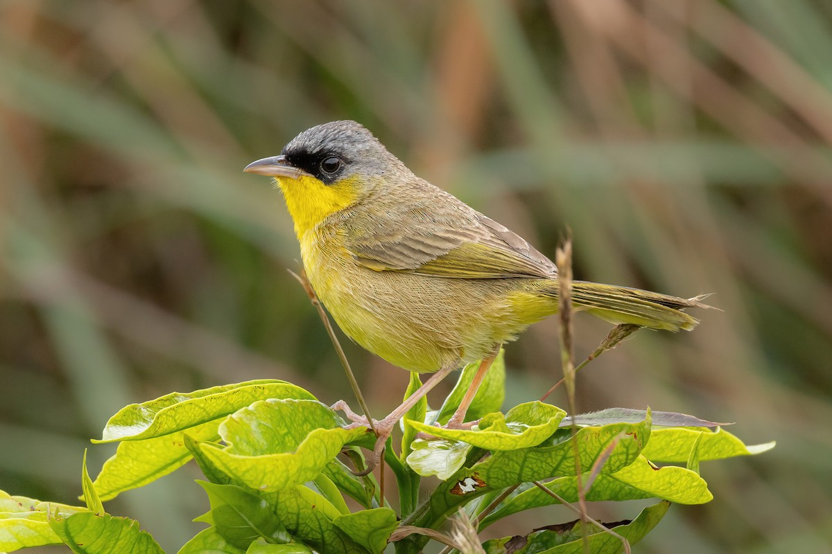 Gray-crowned Yellowthroat - ML619161143