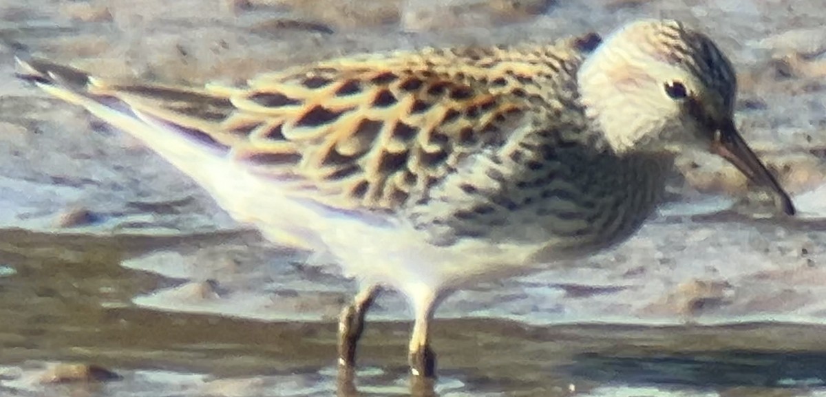 White-rumped Sandpiper - Mark McShane