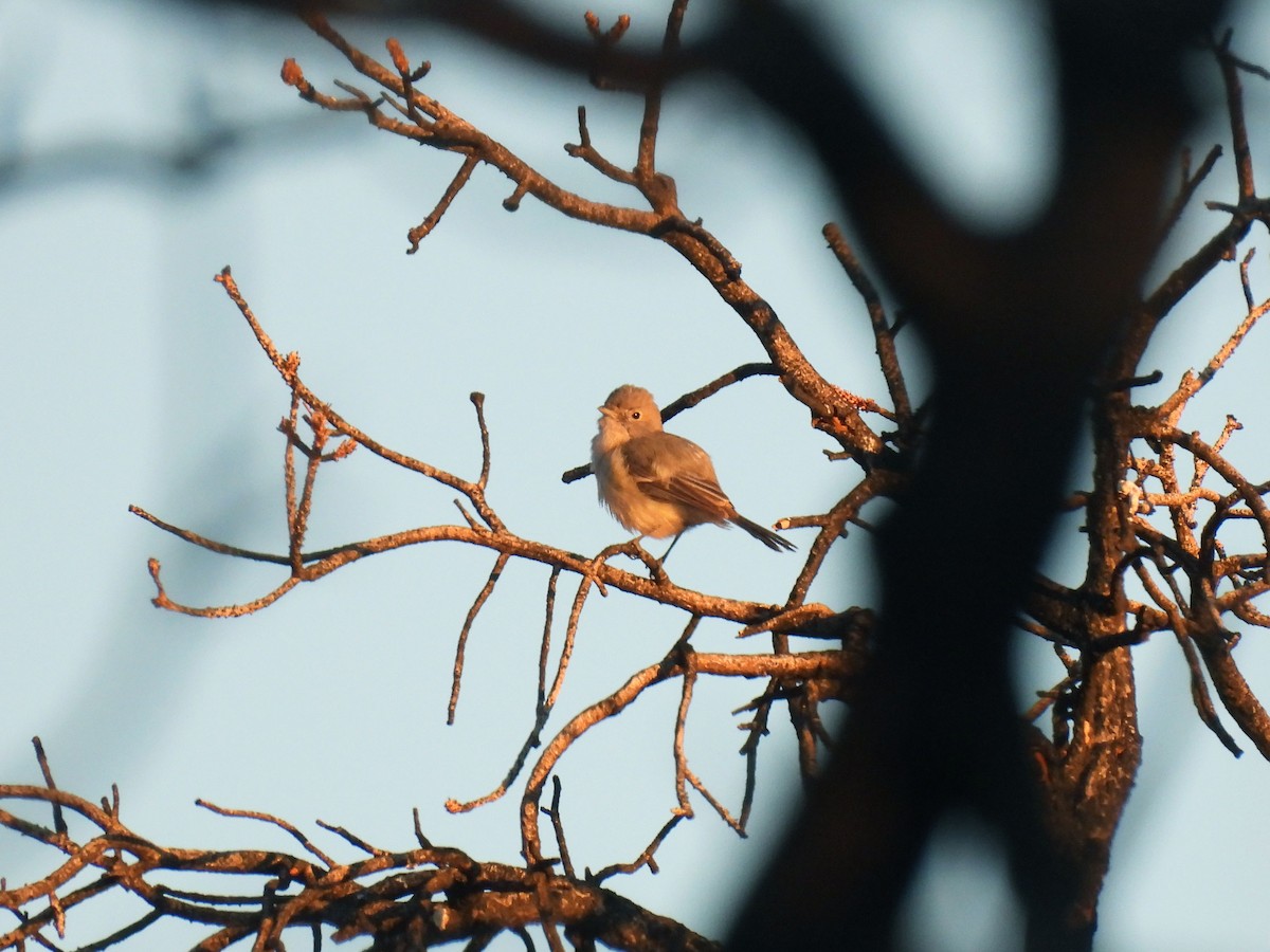 Gray Vireo - Teale Fristoe