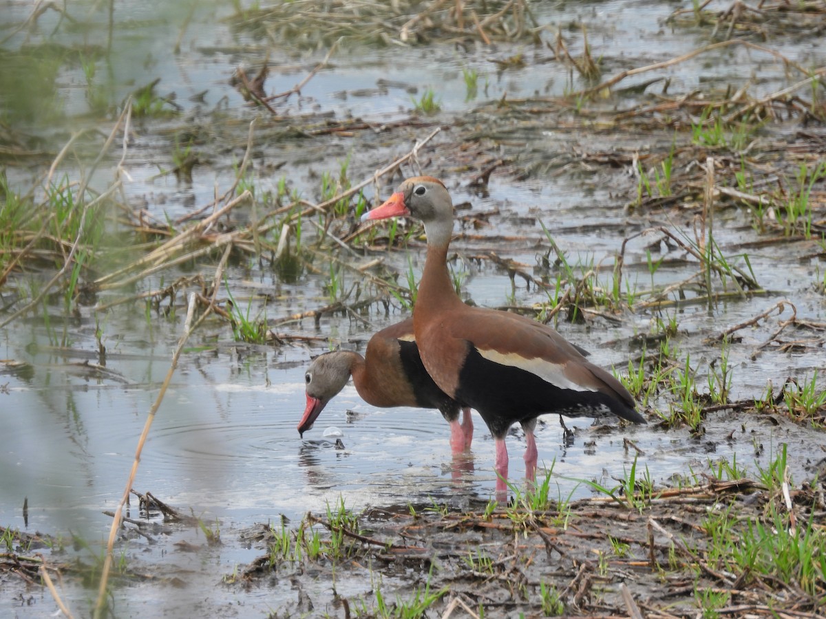 Black-bellied Whistling-Duck - Robert Leonhardt