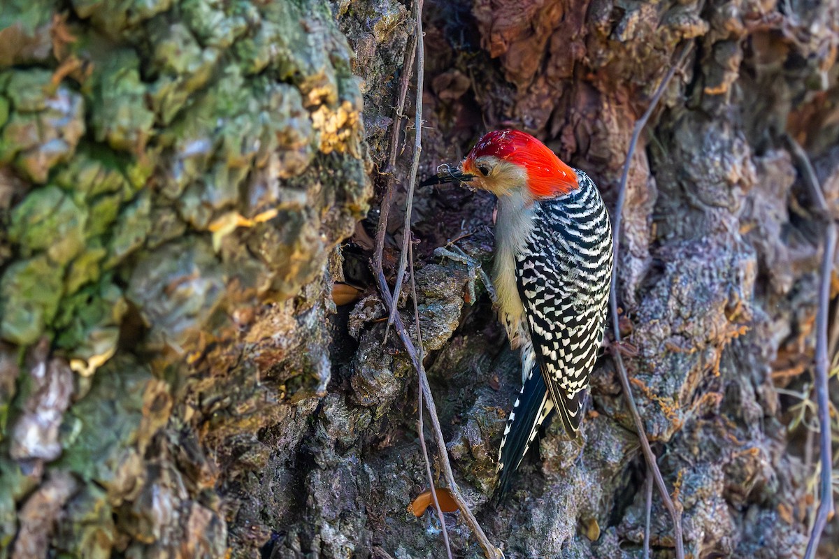 Red-bellied Woodpecker - sam johnson