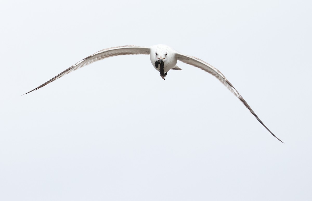 Ring-billed Gull - Andy Gee