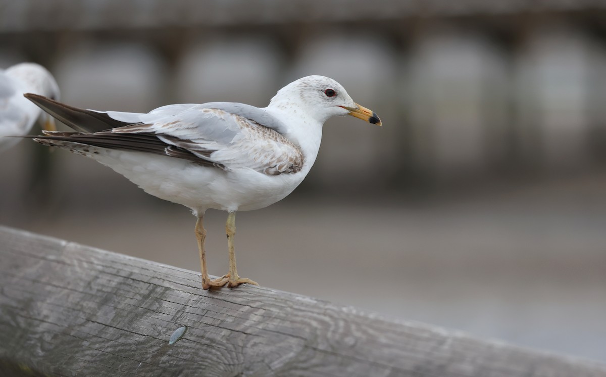 Ring-billed Gull - Andy Gee