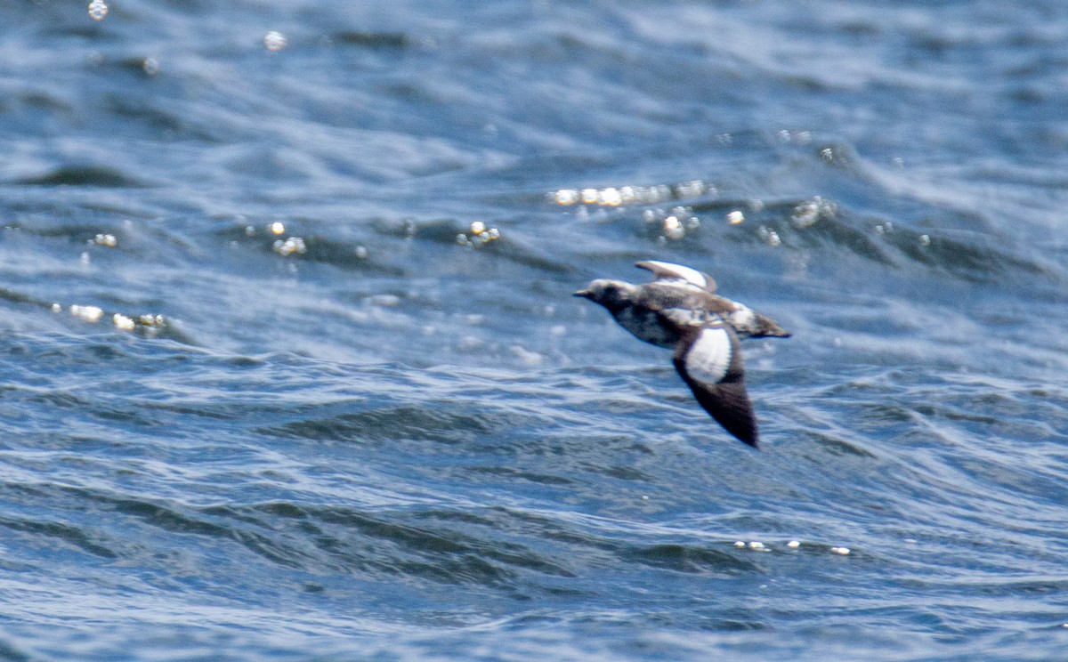 Black Guillemot - Laurent Bédard