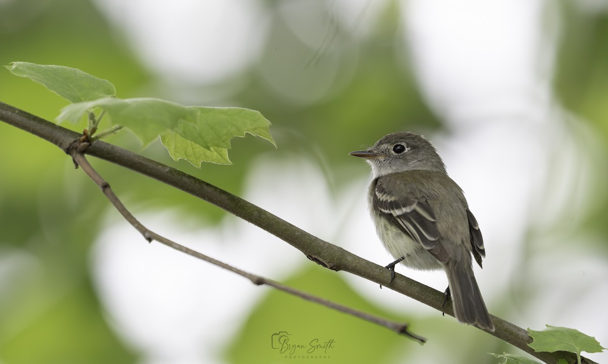 Least Flycatcher - ML619161225