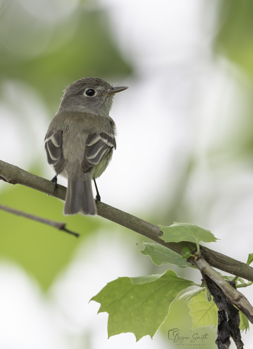 Moucherolle tchébec - ML619161226