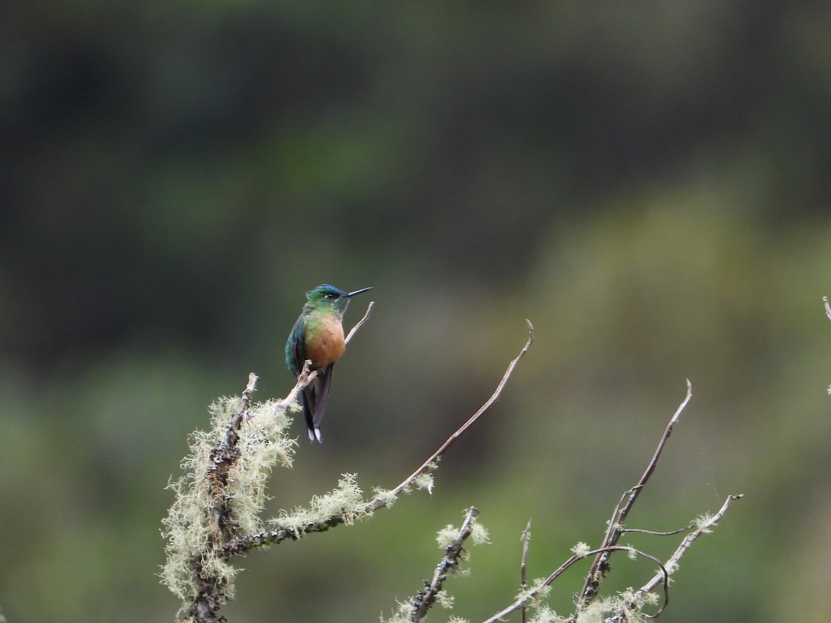 Long-tailed Sylph - Carlos Vasquez