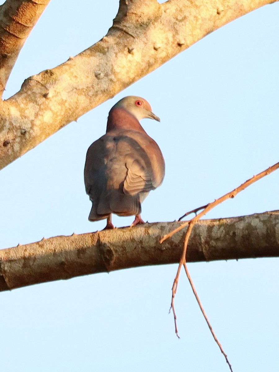 Pale-vented Pigeon - Rene sun