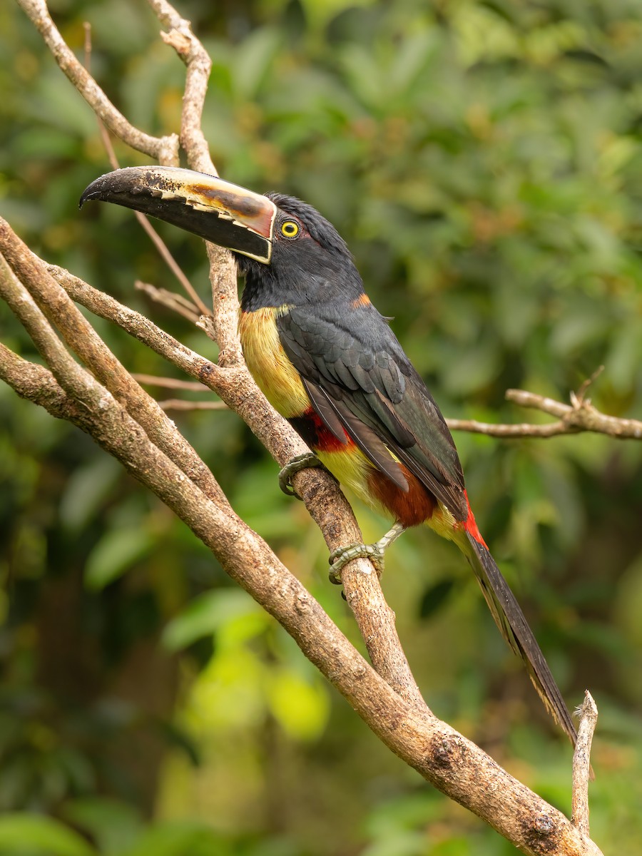 Collared Aracari - ML619161252