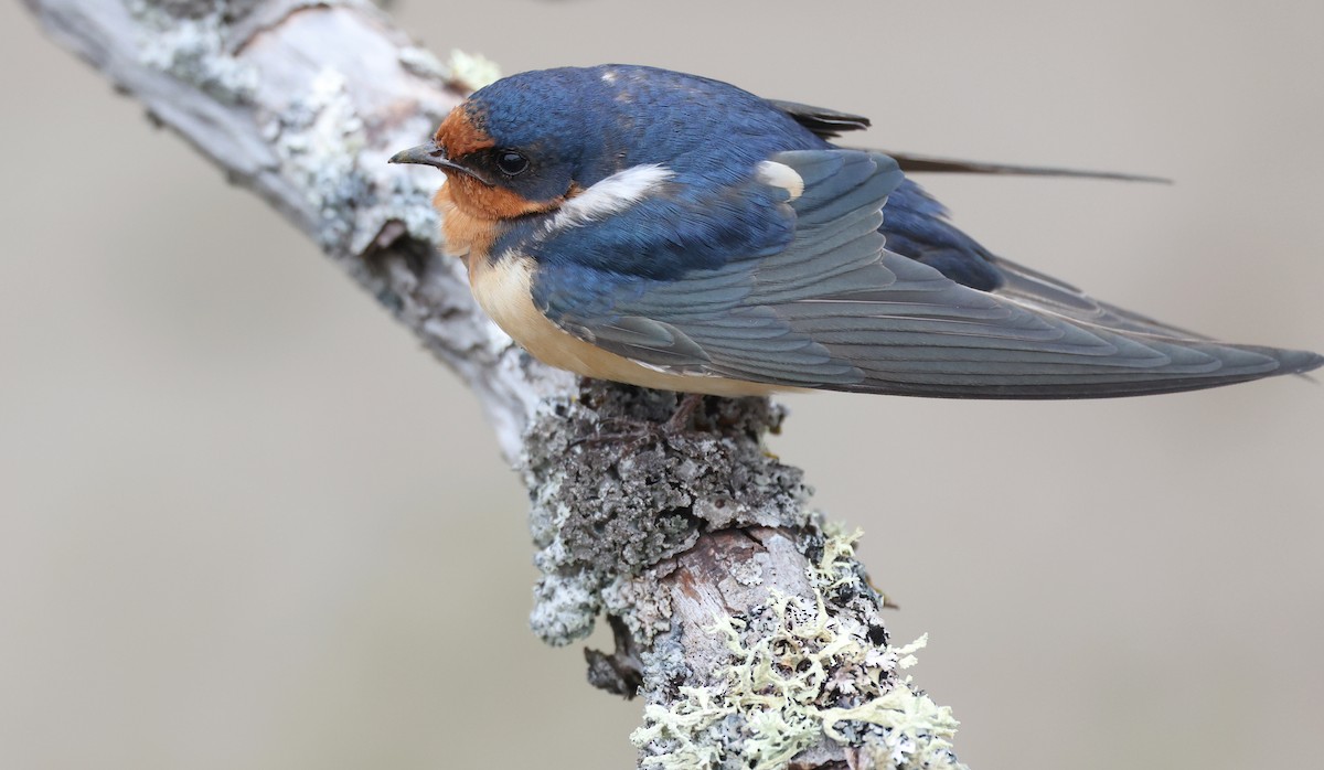 Barn Swallow - Andy Gee