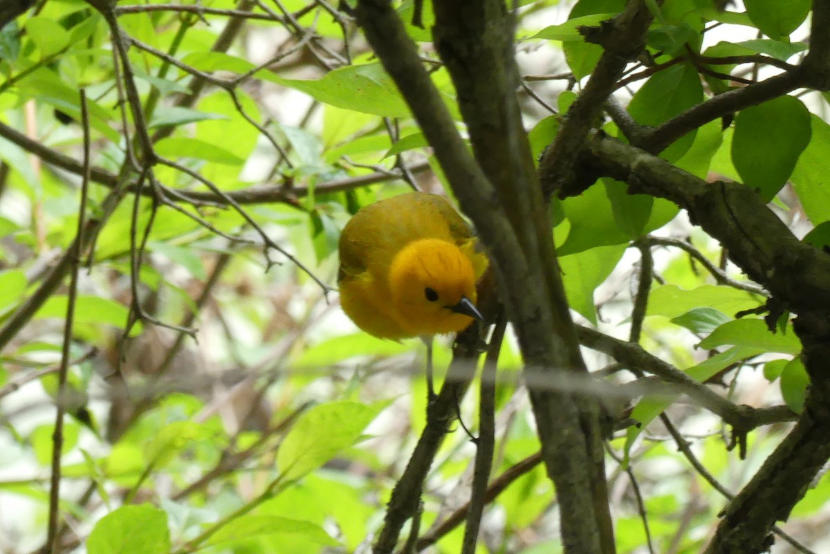 Prothonotary Warbler - Peter Dunwiddie