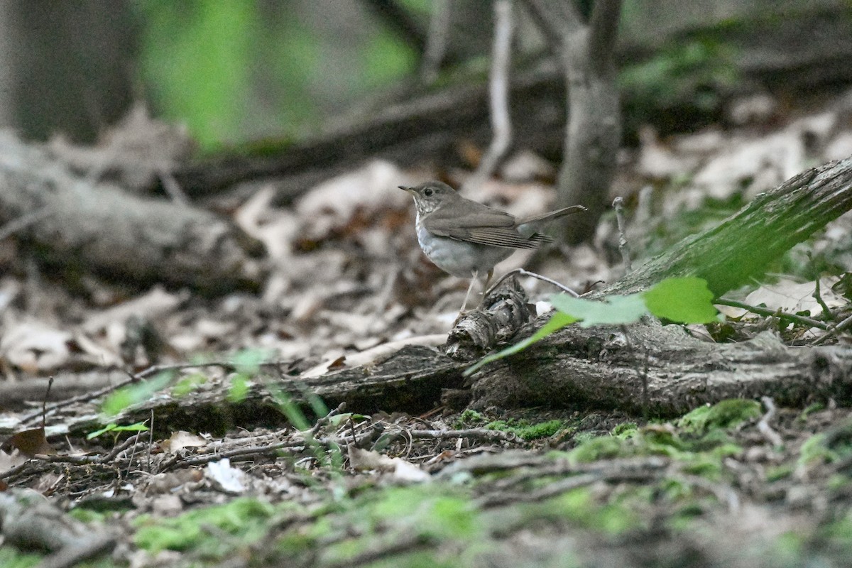 Bicknell's Thrush - Jessica Coss