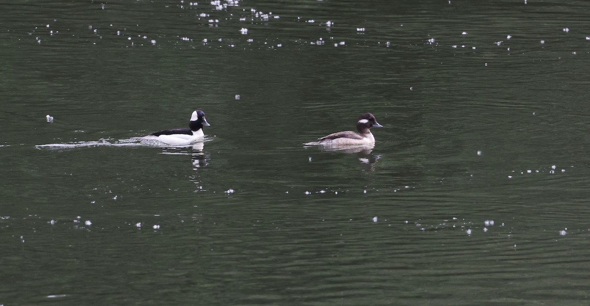 Bufflehead - Andy Gee